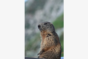 Marmotte