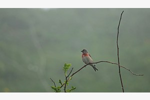 Linotte mélodieuse