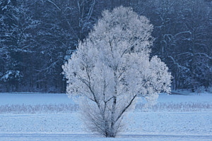 Weisse Winterlandschaft Weisse Winterlandschaft