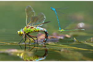 Libelle 1