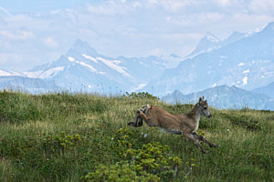 Freudensprünge