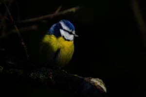 Blaumeise Blaumeise