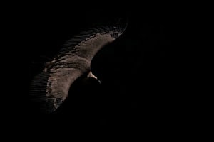Vulture