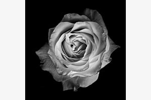 Blick ins Auge einer Rose