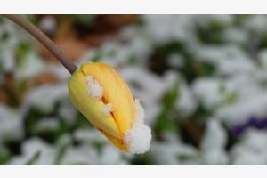 Tulipe
