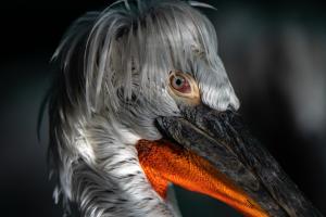 Krauskopfpelikan Tierpark Dählhölzli Krauskopfpelikan Tierpark Dählhölzli