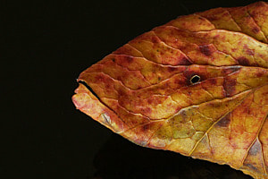 Blatt-Fischmuster