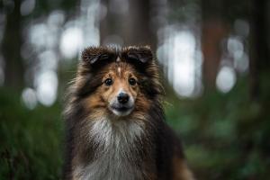 Sheltie Sheltie