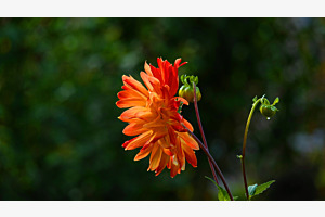 Dahlia