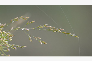 herbes