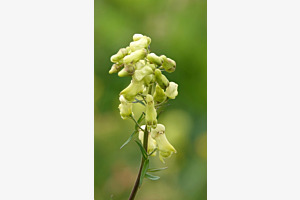 fleur jaune