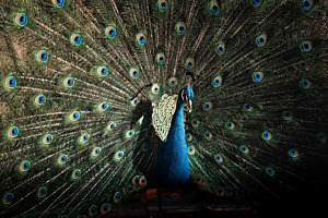 Der blaue Pfau