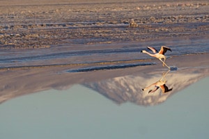 Take off in the dusk