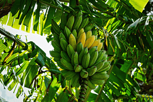 Bananenplantage / Madeira (P) Bananenplantage / Madeira (P)