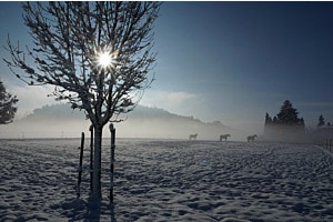 Winterstimmung
