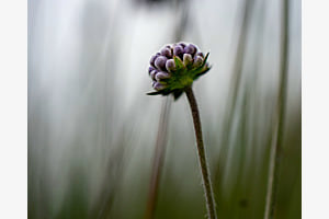 Petit fleur au bord du chemin