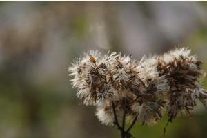 Herbstkleid