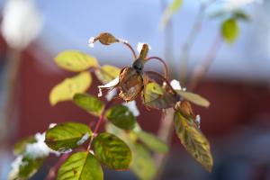 Gefrorene Rose Gefrorene Rose