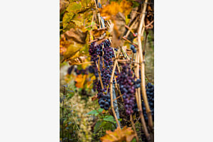 Weinreben im Wallis Weinreben im Wallis