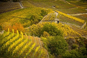 Weinberg im Wallis Weinberg im Wallis