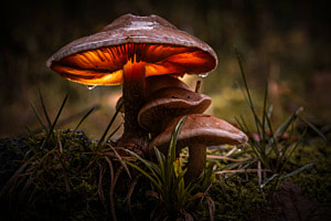 Leuchtender Pilz