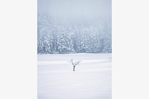 Einsamer Zeuge des Winters Einsamer Zeuge des Winters
