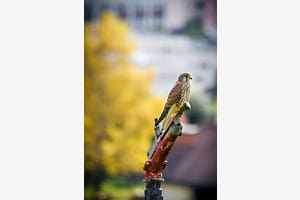 Turmfalke auf einem Wasserspeier Turmfalke auf einem Wasserspeier