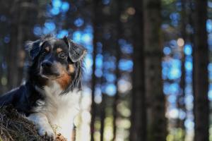 Bokeh Bokeh