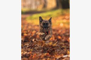 Hover Dog Carina :)