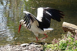 Storch