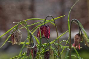 Schachbrettblume