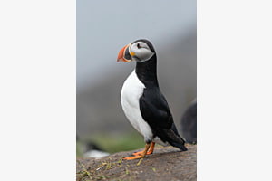 Puffin Puffin