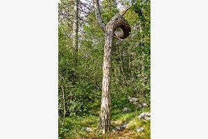 Wunder der Natur Wunder der Natur
