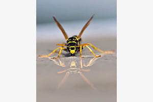Spieglein...Spieglein
