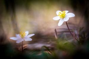 Zarte Frühlingsblüte