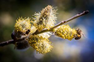 Fleissige Bienen