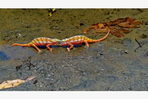 Geckos in Madagaskar Geckos in Madagaskar