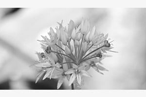 fleur