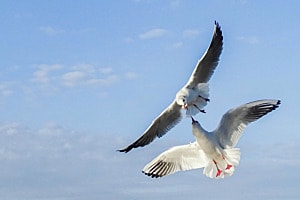 Verfolgung in der Luft