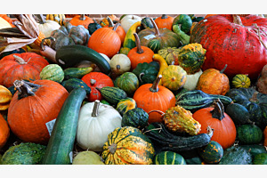 Courges