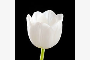 Tulpenweiss Tulpenweiss