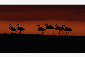 La marche aux flamants
