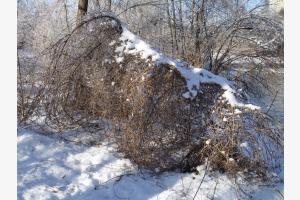 Winterliches "Gschtrüpp"