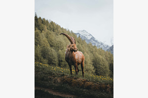 Steinbock im Engadin