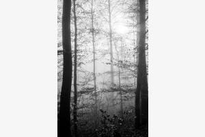 Morgenstille im Wald Morgenstille im Wald