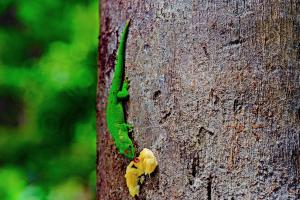 Gecko in Madagaskar Gecko in Madagaskar
