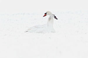 Zusammen im Schnee Zusammen im Schnee
