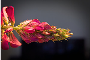 Prozess der Blüte