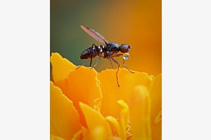 Fliege mit Wassertropf