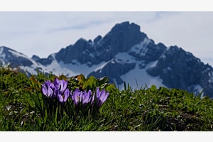 Blumen